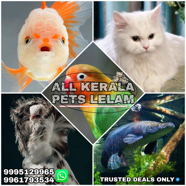 ALL KERALA ET LELAm Whatsapp group