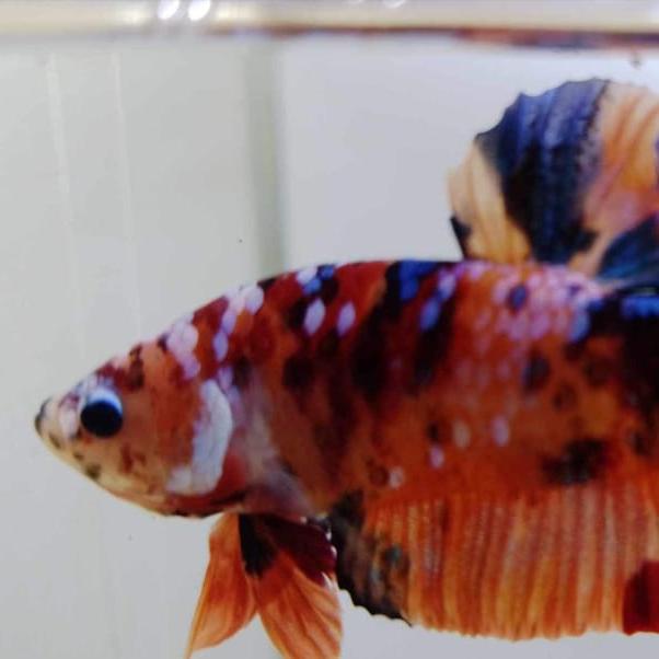Fish sale Whatsapp group