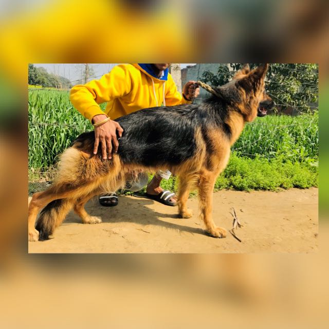 Heera_gsd