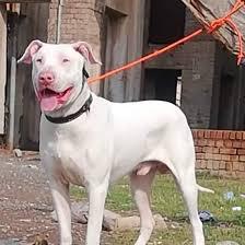 Sehrish Pets Clinic ?????