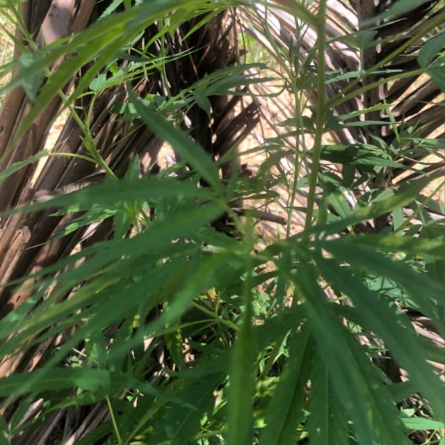 එක්සත් කංසා සංගමය