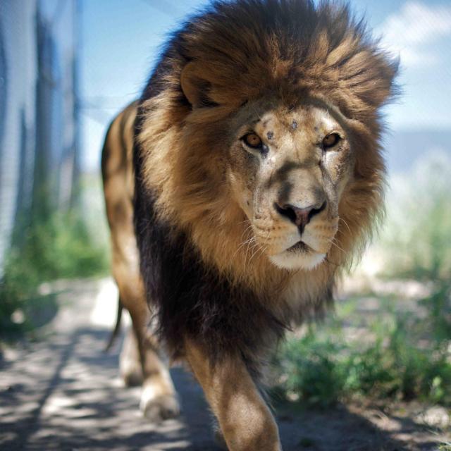 Manuk mu cilik po gedi?