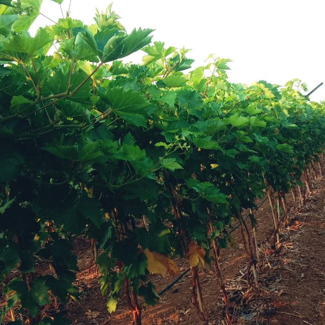 ? GREPES FARMING