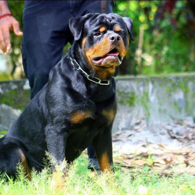 ??DOG sale2️⃣?Thrissur??