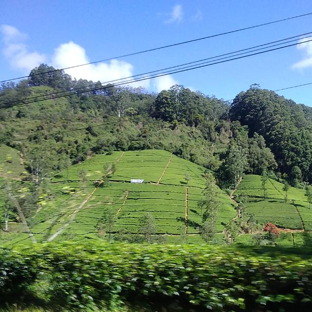 தமிழ் காம கூட்டமைப்பு