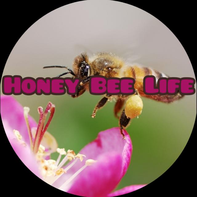 Honye Bee Life Whatsapp group