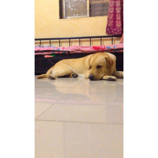 meet up dog ?