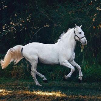 Horse sale parchase Whatsapp group