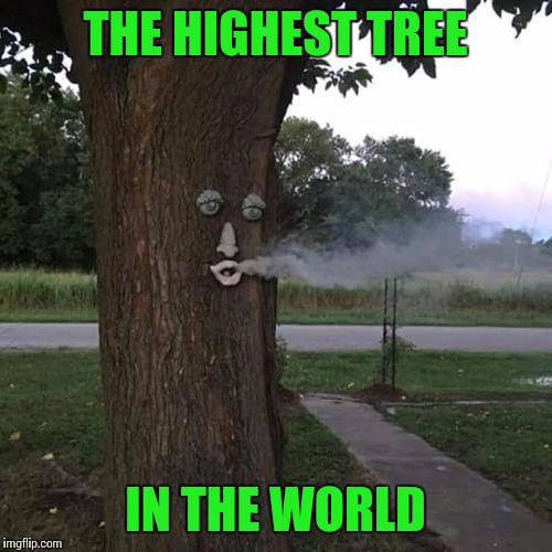 Meme tree ?