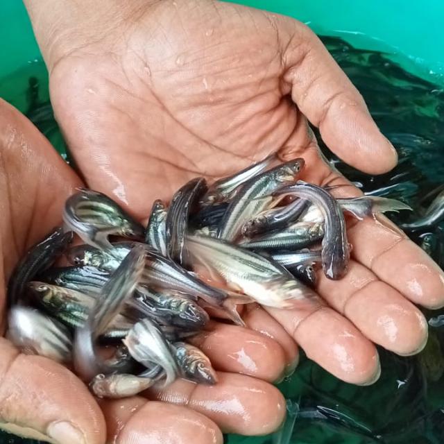 FISH LOVER ?