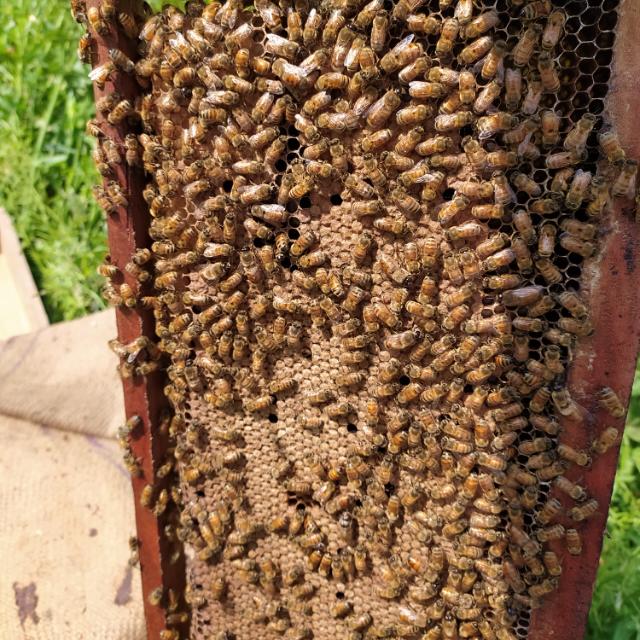 beekiping ?