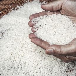 RICE BUYER AND SELLER