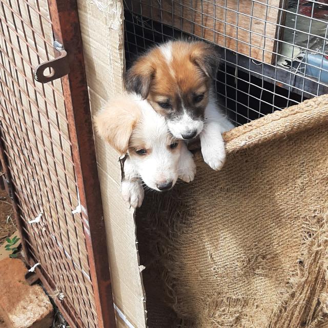 Birds & Animal Sale/breed