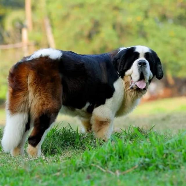 Uk dog lover ??