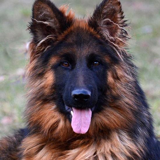 Hyderabad pets ?