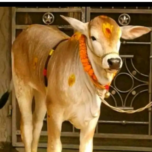 VARI Cow Sell And Buy