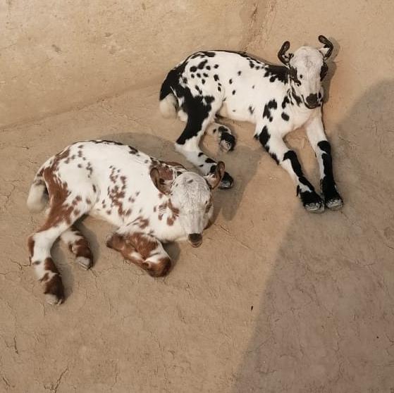 EID UL ADHA BAKRA MANDI ??????