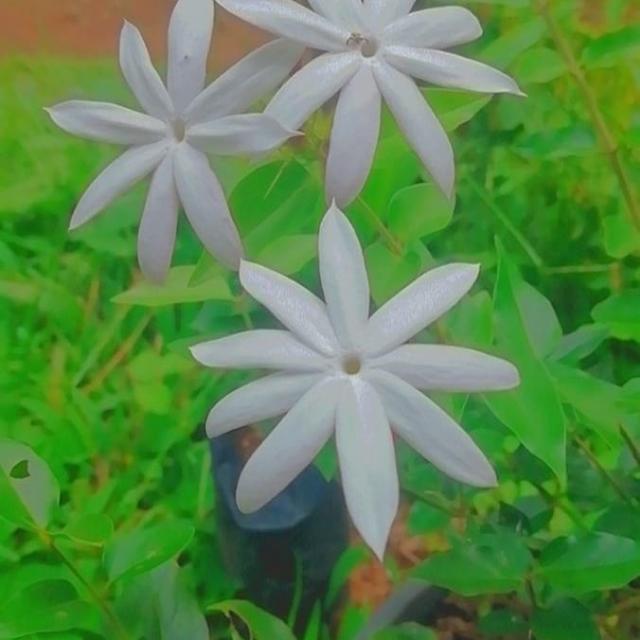 1/2 ශ්‍රේණිය ඉංග්‍රීසි