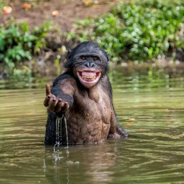 Monkey Fans ??????