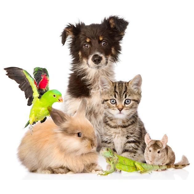 PETS LOVERS ???? ?