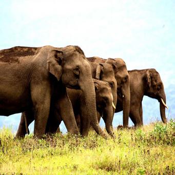 Munnar gaide