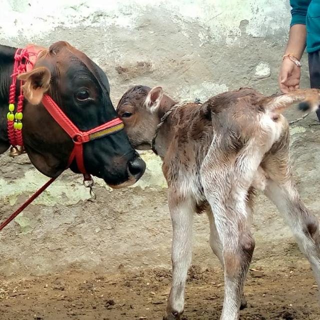 Jay Gau Mata Ki