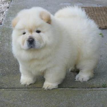 Dog sale gurop ?