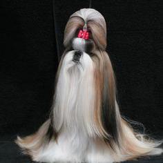 Shihtzu villa kerala