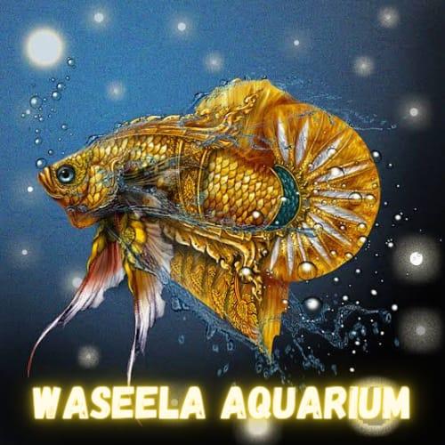 Wasela aquarium Whatsapp group