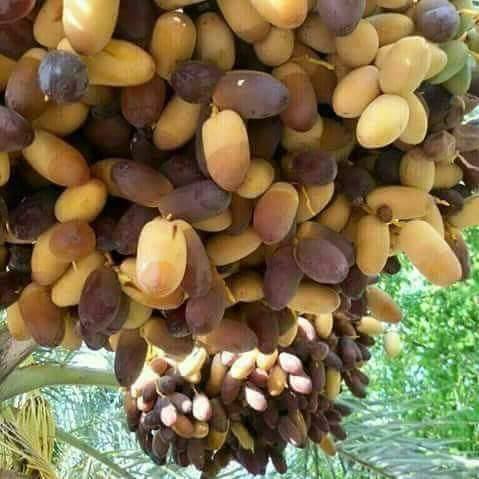 Sleeping Sister Whatsapp group