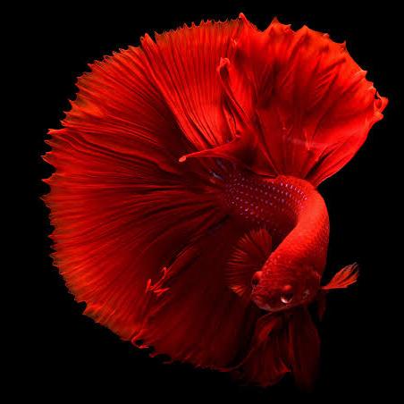Fish and pet sales????