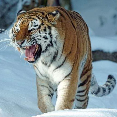 ?Sherkhan Group India?
