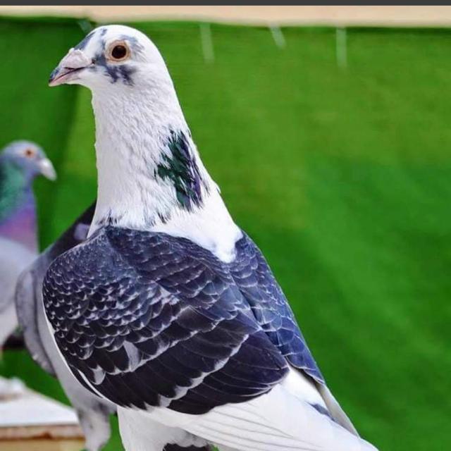 KHAN JHANG PIGEON SALE GROUP