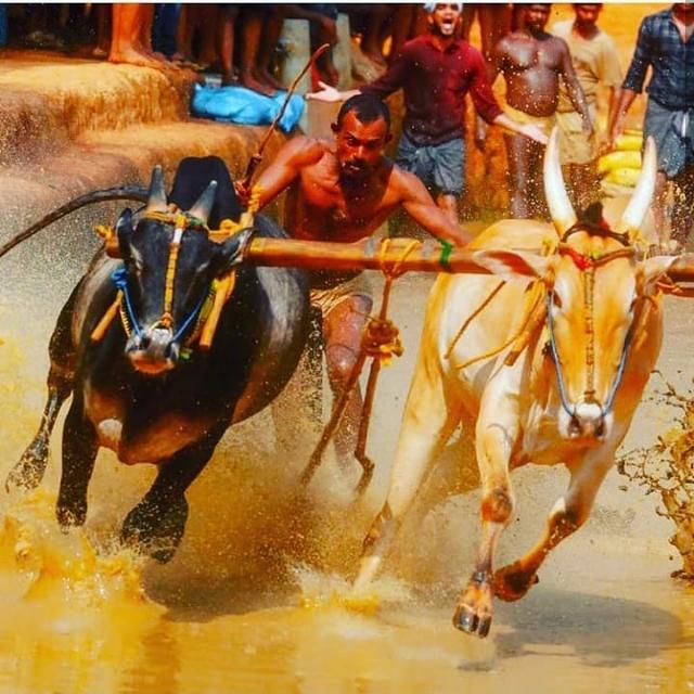 ചേറ്റിലെ  പ്രണയാരവം ?❤❤?