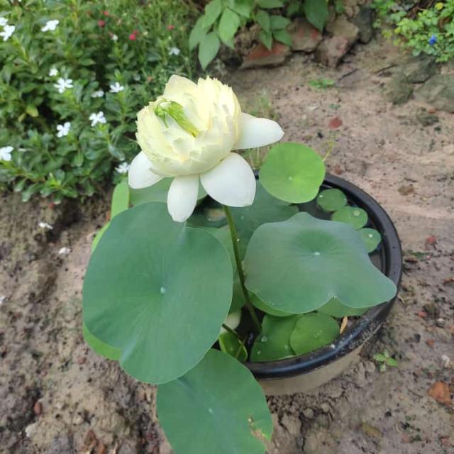 Bondhu❤️