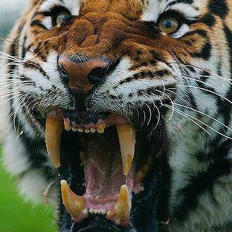 TIGER.BOYS.?????????