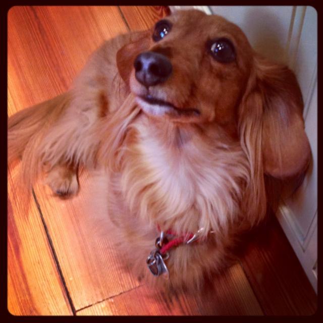 <<€ Dachshund lovers ?‍?<<€