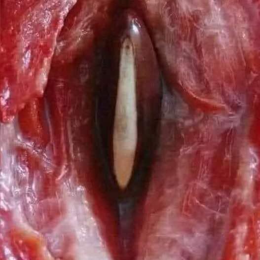 Cum to izzy Whatsapp group