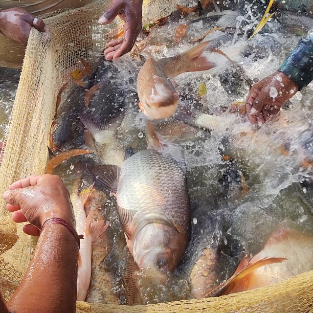 Fishing Official Whatsapp group