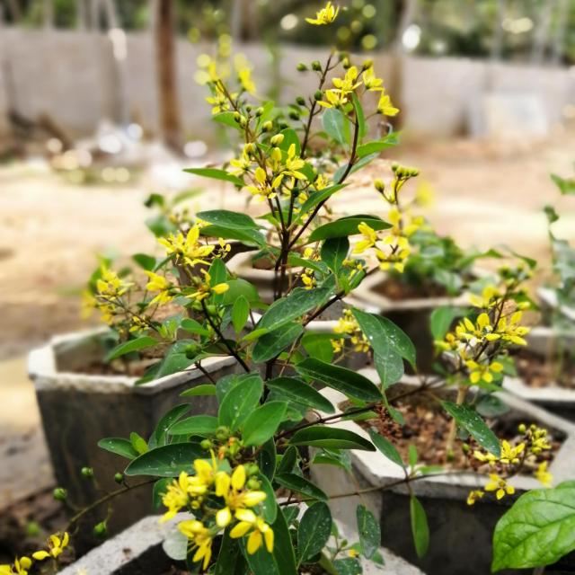 Malayali 