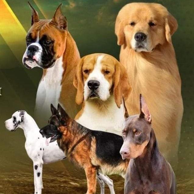 PAWS INDIA ?‍?