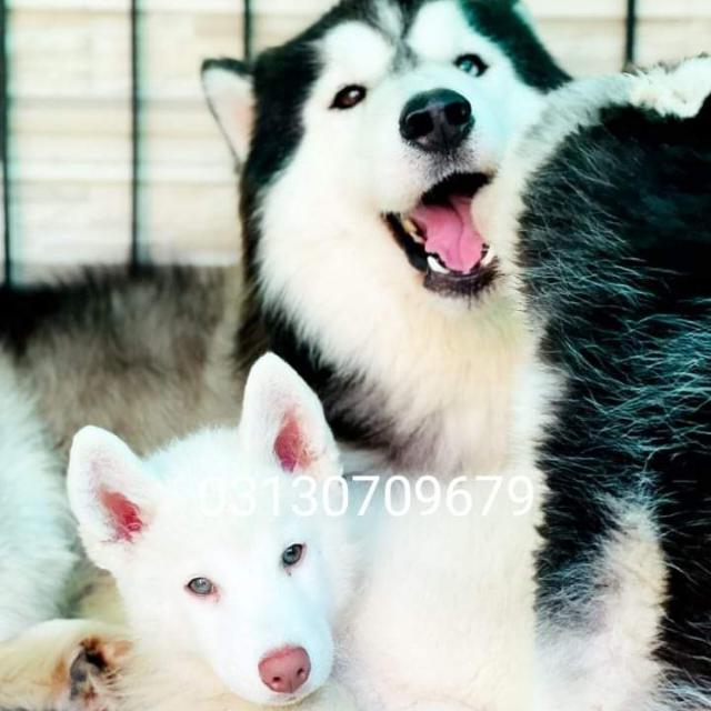 Dogs Seller All Pakistan?‍??