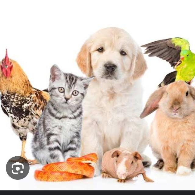 PETS SALE & PURCHASE GROUP ?????