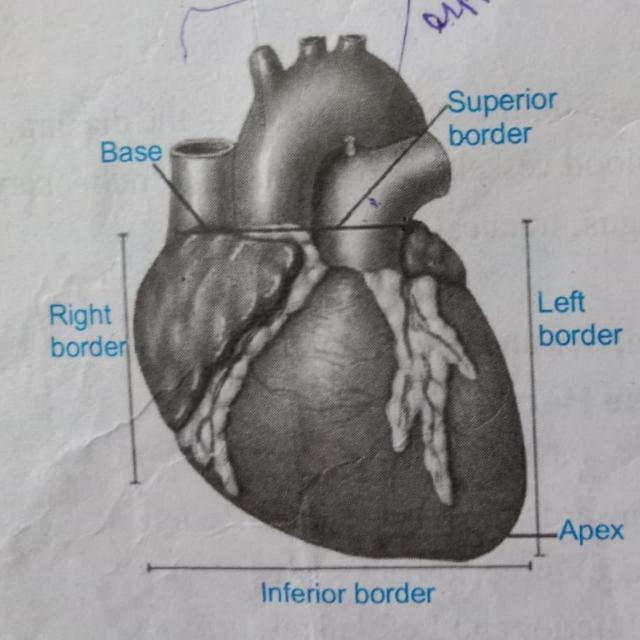 Heart ❤️❤️