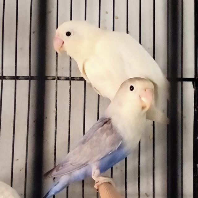 Birds group?