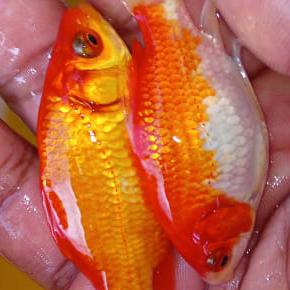 ORNAMENTAL FISHES Whatsapp group