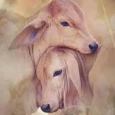 ?Sri Jeevamrith?