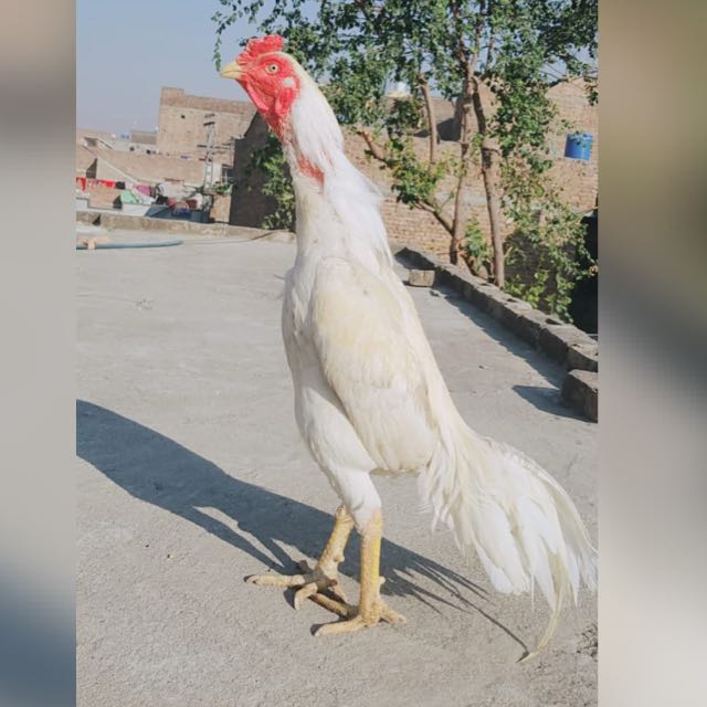 Ghhju