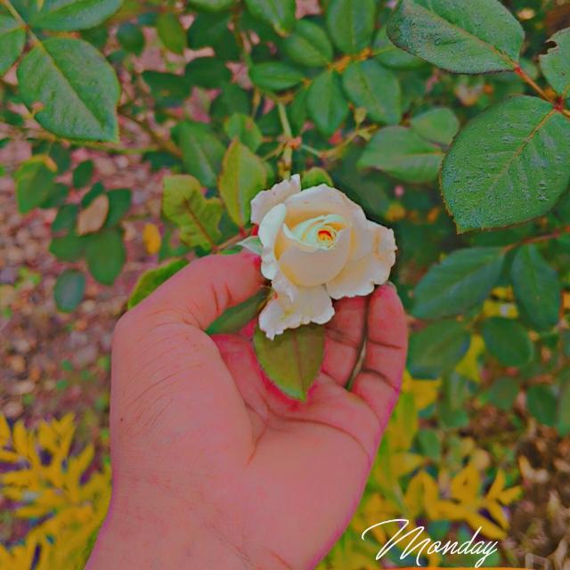 ???- ꜱᴛᴀᴛᴜꜱ  ♪♪