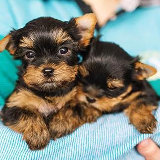 Yorkie Lovers